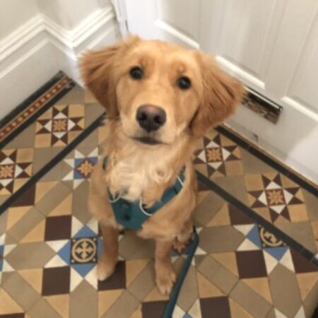 Profile picture of Maple Hinde